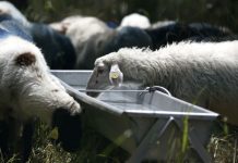 Μυτιλήνη: Σε απόγνωση οι κτηνοτρόφοι – Ορίζονται θέσεις για την απόρριψη γάλατος