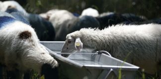 Μυτιλήνη: Σε απόγνωση οι κτηνοτρόφοι – Ορίζονται θέσεις για την απόρριψη γάλατος