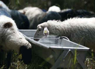 Μυτιλήνη: Σε απόγνωση οι κτηνοτρόφοι – Ορίζονται θέσεις για την απόρριψη γάλατος