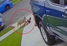 Κογιότ επιτέθηκε και τραυμάτισε 4χρονο στο Λος Άντζελες, δείτε βίντεο