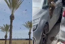 Τεράστιο σμήνος από μέλισσες εισέβαλε σε πόλη στο νότιο Ισραήλ, δείτε βίντεο