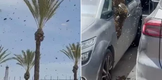 Τεράστιο σμήνος από μέλισσες εισέβαλε σε πόλη στο νότιο Ισραήλ, δείτε βίντεο