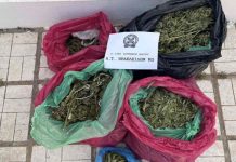 Κως: Φυτεία με 78 δενδρύλλια κάνναβης εντοπίστηκε σε αγρόκτημα