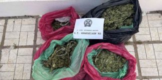 Κως: Φυτεία με 78 δενδρύλλια κάνναβης εντοπίστηκε σε αγρόκτημα