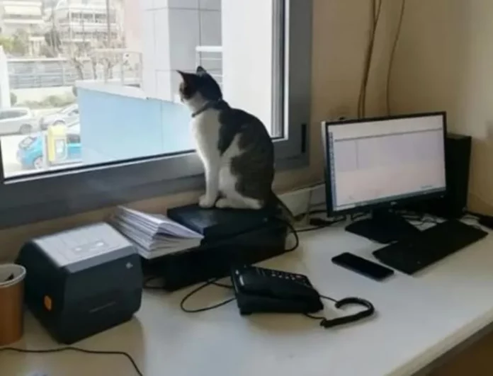 Γάτος ξαπλώνει στους αναλυτές του βιοχημικού εργαστηρίου του Νοσοκομείου Βόλου – ΕΔΕ από την διοίκηση – (ΦΩΤΟ)
