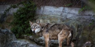 Δωρίδα: Λύκος επιτέθηκε σε γυναίκα που προστάτευε το κοπάδι της