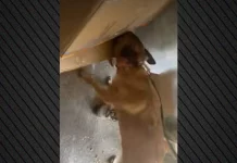 Ο σκύλος της αστυνομίας βρήκε το δέμα με τα ναρκωτικά σε μεταφορική εταιρία στην Ρόδο