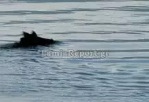 Αγριογούρουνο κολυμπούσε αμέριμνο σε παραλία στη Φθιώτιδα, έκπληκτοι λουόμενοι και περαστικοί