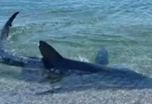 Γαλάζιος καρχαρίας «μια ανάσα» από ακτή στη Βοιωτία