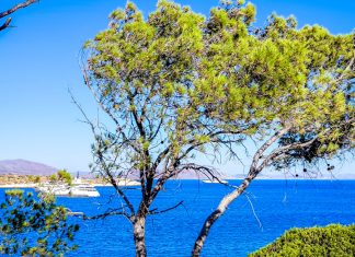 Απάτες με βίλες στα ελληνικά νησιά – Έδωσαν 3.500 ευρώ για σπίτι στην Άνδρο