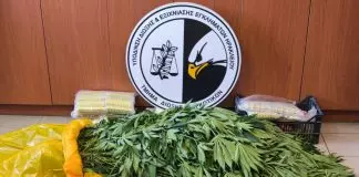 Ηράκλειο: Φυτεία κάνναβης, καλάσνικοφ και δύο συλλήψεις έπειτα από επιχείρηση της ΕΛ.ΑΣ