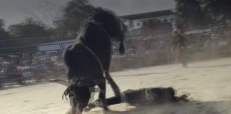 Ταύρος ποδοπατά αναβάτη σε ροντέο στο Μπρονξ