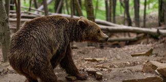 Ρουμανία: Η στιγμή που Βούλγαρος τουρίστας δέχεται επίθεση από μεγάλη αρκούδα ενώ προσπαθεί να την ταΐσει (VIDEO)