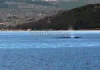 Βίντεο: Φάλαινα εμφανίστηκε ανοιχτά του Θεολόγου, στον Βόρειο Ευβοϊκό
