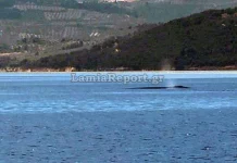 Βίντεο: Φάλαινα εμφανίστηκε ανοιχτά του Θεολόγου, στον Βόρειο Ευβοϊκό