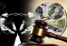 Ανατριχίλα στις δικαστικές αίθουσες με φόντο τα ισόβια: Στο εδώλιο ο Α.Τ. που έκανε βόλτα με το Πίτ Μπούλ του για να κατασπαράζει γάτες!