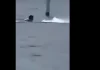 Τρόμος στη Φλόριντα: Καρχαρίας επιτίθεται σε υπάλληλο ναυτικής βάσης που φώναζε «βοήθεια» – Δείτε βίντεο
