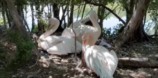 Γεννητούρια για τους πελεκάνους στο πάρκο Σεντ Τζέιμς του Λονδίνου: Τα πρώτα μικρά μετά από 360 χρόνια