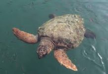 Η Κίνα προειδοποιεί για χελώνες και ψάρια «κατασκόπους» στα ύδατά της