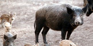 Θρακομακεδόνες: Κοπάδι από αγριογούρουνα κόβουν βόλτες στο κέντρο της πόλης