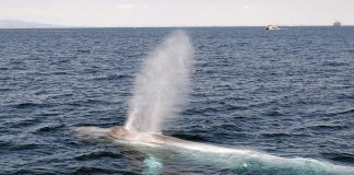 Ισπανία: Φάλαινες δολοφόνοι επιτέθηκαν ξανά σε γιοτ – Βύθισαν 8 σκάφη από το 2020