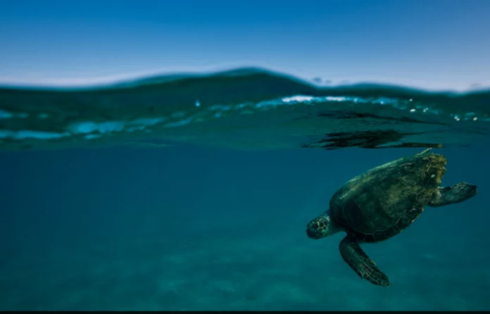 caretta-caretta-696x446