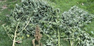 Πιερία: Καλλιεργούσε δενδρύλλια κάνναβης σε θερμοκήπιο αγροκτήματος