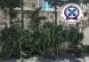 Θεσσαλονίκη: Είχε μίνι χασισοφυτεία στο σπίτι του – Καλλιεργούσε κάνναβη και σε εγκαταλελειμμένο ποιμνιοστάσιο
