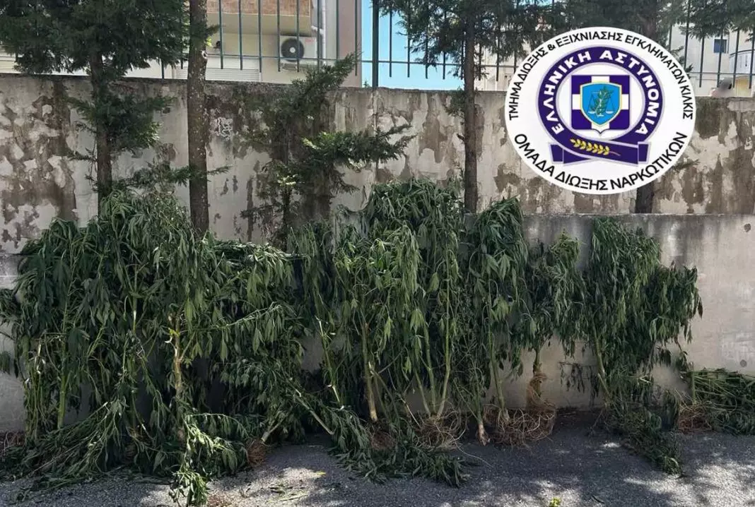 Θεσσαλονίκη: Είχε μίνι χασισοφυτεία στο σπίτι του – Καλλιεργούσε κάνναβη και σε εγκαταλελειμμένο ποιμνιοστάσιο