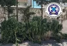 Θεσσαλονίκη: Είχε μίνι χασισοφυτεία στο σπίτι του – Καλλιεργούσε κάνναβη και σε εγκαταλελειμμένο ποιμνιοστάσιο