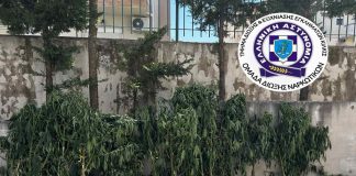 Θεσσαλονίκη: Είχε μίνι χασισοφυτεία στο σπίτι του – Καλλιεργούσε κάνναβη και σε εγκαταλελειμμένο ποιμνιοστάσιο