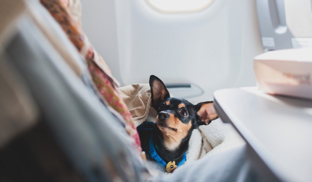Dog,In,The,Aircraft,Cabin,Near,The,Window,During,The