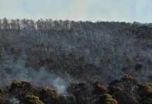 Χωρίς ενεργό μέτωπο η φωτιά στην Οινόη – Ισχυρές πυροσβεστικές δυνάμεις συνεχίζουν να επιχειρούν