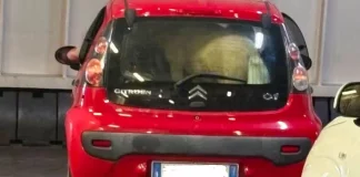 Οργή στην Ιταλία για πόνυ που ταξίδεψε στριμωγμένο στο πορτμπαγκάζ αυτοκινήτου σε φέρι μποτ, δείτε βίντεο