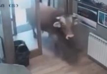 Ταύρος 900 κιλών μπούκαρε σε μπαρ και έκανε βόλτες – (VIDEO)