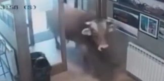 Ταύρος 900 κιλών μπούκαρε σε μπαρ και έκανε βόλτες – (VIDEO)