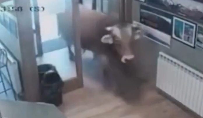 Ταύρος 900 κιλών μπούκαρε σε μπαρ και έκανε βόλτες – (VIDEO)
