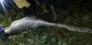 Πήγε σε πάρτι και… κατέληξε νεκρός: Τον κατάπιε ολόκληρο γιγάντιος πύθωνας 7 μέτρων