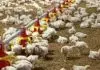 Εντόπισαν τον προμηθευτή των ύποπτων κοτόπουλων για τα κρούσματα σαλμονέλας στη Λαμία, έρευνες για τη μονάδα εκτροφής