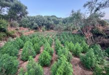 Εντοπίστηκε φυτεία-μαμούθ χιλιάδων δενδρυλλίων κάνναβης στη Μεσσηνία: 2,3 εκατ. ευρώ τα κέρδη! Επιχείρηση-αστραπή με τη συνδρομή της ΕΚΑΜ