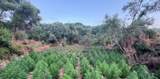 Εντοπίστηκε φυτεία-μαμούθ χιλιάδων δενδρυλλίων κάνναβης στη Μεσσηνία: 2,3 εκατ. ευρώ τα κέρδη! Επιχείρηση-αστραπή με τη συνδρομή της ΕΚΑΜ