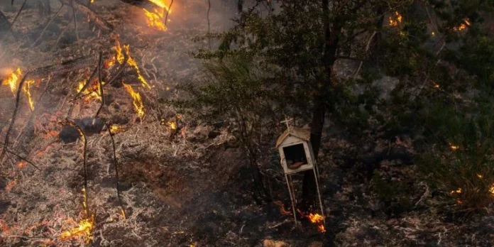 Κύμβαλα αλαλάζοντα, τυμβωρύχοι πάνω σε αποκαΐδια