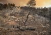 Φωτιά στην Αττική: «30 ώρες δεν είχαμε εναέρια μέσα» – Κάηκε το 90% από το Όρος Πατέρας