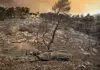 Φωτιά στην Αττική: «30 ώρες δεν είχαμε εναέρια μέσα» – Κάηκε το 90% από το Όρος Πατέρας