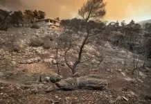 Φωτιά στην Αττική: «30 ώρες δεν είχαμε εναέρια μέσα» – Κάηκε το 90% από το Όρος Πατέρας
