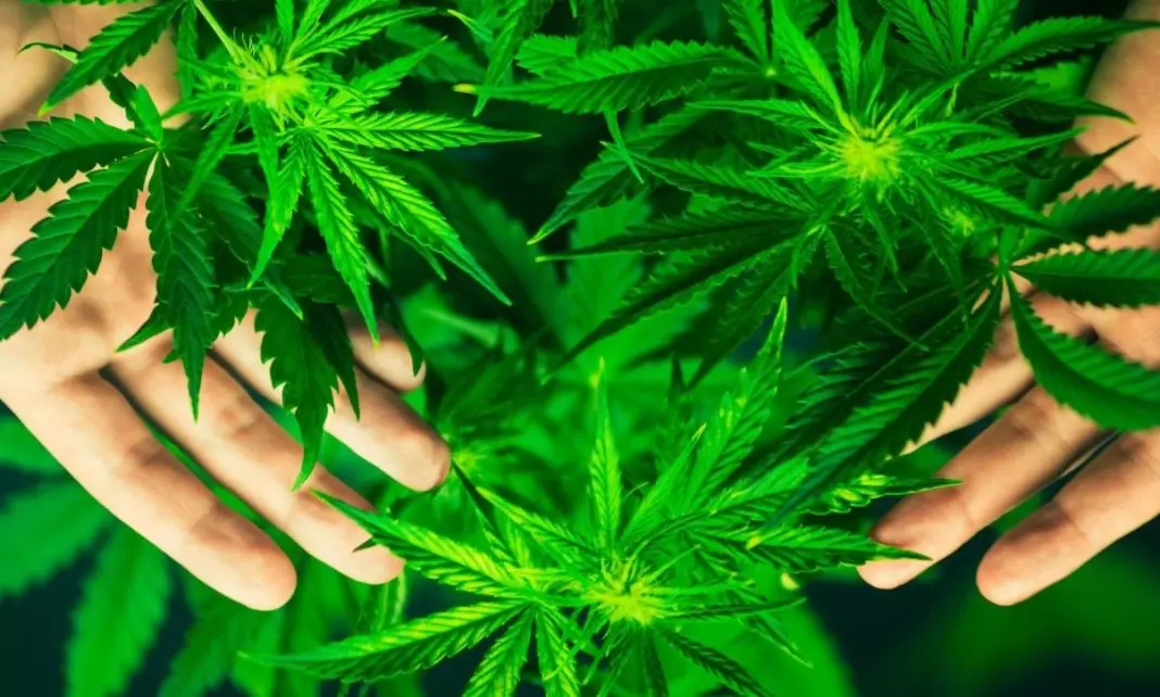 ccf6c111-0fd971e7-bigstock-cannabis-flowers Αττική: Τρεις συλλήψεις για υδροπονική καλλιέργεια κάνναβης