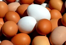 Βέλγιο: Πρωτοφανής έξαρση σαλμονέλας με τουλάχιστον 306 κρούσματα