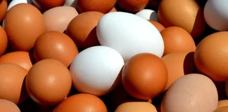 Βέλγιο: Πρωτοφανής έξαρση σαλμονέλας με τουλάχιστον 306 κρούσματα