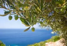Χαλκιδική: Έως και 50% μειωμένη η παραγωγή της χονδροελιάς – Τα δύο “αγκάθια” της φετινής παραγωγής