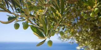 Χαλκιδική: Έως και 50% μειωμένη η παραγωγή της χονδροελιάς – Τα δύο “αγκάθια” της φετινής παραγωγής